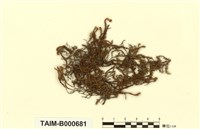 藏品(單疣牛舌苔)的圖片